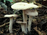 Lactarius glyciosmus