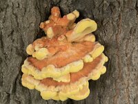 Laetiporus sulphureus 32, Zwavelzwam, Saxifraga-Willem van Kruijsbergen