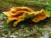 Laetiporus sulphureus 37, Zwavelzwam, Saxifraga-Hans Grotenhuis