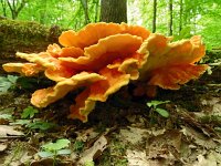Laetiporus sulphureus 39, Zwavelzwam, Saxifraga-Hans Grotenhuis