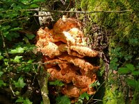Laetiporus sulphureus 44, Zwavelzwam, Saxifraga-Hans Grotenhuis