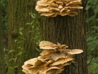 Laetiporus sulphureus 48, Zwavelzwam, Saxifraga-Jan Nijendijk