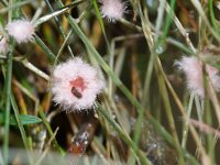 Laetisaria fuciformis