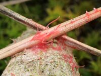 Laetisaria fuciformis 3, Warrige graskorstzwam, Saxifraga-Foto Fitis-Sytske Dijksen