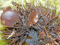 Lanzia echinophila 4, Kastanjestromakelkje, Saxifraga-Foto Fitis-Sytske Dijksen