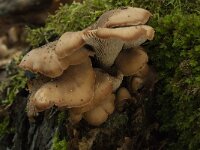 Lentinellus cochleatus 2, Bruine anijszwam, Saxifraga-Willem van Kruijsbergen