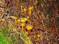 Leotia lubrica 15, Groene glibberzwam, Saxifraga-Hans Grotenhuis