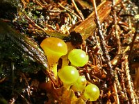 Leotia lubrica 17, Groene glibberzwam, Saxifraga-Hans Grotenhuis