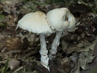 Lepiota clypeolaria 2, Bosparasolzwam, Saxifraga-Willem van Kruijsbergen