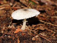 Lepiota cristata