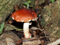 Leratiomyces ceres 10, Oranjerode  stropharia, Saxifraga-Foto Fitis-Sytske Dijksen