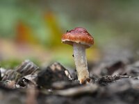 Leratiomyces ceres 2, Oranjerode stropharia, Saxifraga-Luuk Vermeer