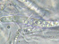 Lophiostoma hysterioides