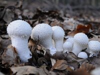Lycoperdon perlatum 28, Parelstuifzwam, Saxifraga-Luuk Vermeer
