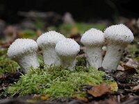 Lycoperdon perlatum 34, Parelstuifzwam, Saxifraga-Luuk Vermeer