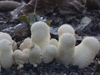 Lycoperdon perlatum 46, Parelstuifzwam, Saxifraga-Jan Nijendijk