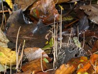 Macrotyphula juncea 18, Draadknotszwam, Saxifraga-Foto Fitis-Sytske Dijksen