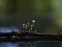 Marasmius rotula