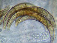 Melogramma campylosporum 2, Micro, Saxifraga-Lucien Rommelaars