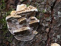 Mensularia radiata 4, Elzenweerschijnzwam, Saxifraga-Luuk Vermeer