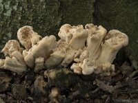 Meripilus giganteus 23, Reuzenzwam, Saxifraga-Willem van Kruijsbergen