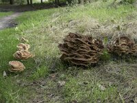 Meripilus giganteus 27, Reuzenzwam, Saxifraga-Willem van Kruijsbergen