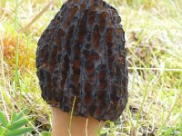 Mitrophora semilibera 2, Kapjesmorielje, Saxifraga-Hans Grotenhuis