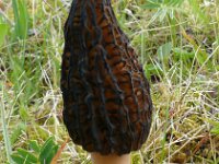 Mitrophora semilibera 3, Kapjesmorielje, Saxifraga-Hans Grotenhuis