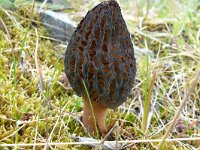 Mitrophora semilibera 4, Kapjesmorielje, Saxifraga-Hans Grotenhuis