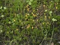 Mitrula paludosa 14, Beekmijtertje, Saxifraga-Willem van Kruijsbergen