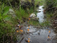 Mitrula paludosa 22, Beekmijtertje, Saxifraga-Ed Stikvoort : Dame de l'Hermitage Col de la Loge en Sagne Bourrue en La Pigne