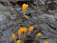 Mitrula paludosa 25, Beekmijtertje, Saxifraga-Ed Stikvoort : Dame de l'Hermitage Col de la Loge en Sagne Bourrue en La Pigne