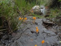 Mitrula paludosa 26, Beekmijtertje, Saxifraga-Ed Stikvoort : Dame de l'Hermitage Col de la Loge en Sagne Bourrue en La Pigne