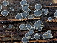 Mollisia cinerea 2, Gedrongen mollisia, Saxifraga-Lucien Rommelaars