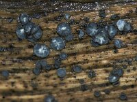 Mollisia cinerea 4, Gedrongen mollisia, Saxifraga-Foto Fitis-Sytske Dijksen