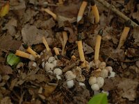 Mutinus caninus 11, Kleine stinkzwam, Saxifraga-Luuk Vermeer