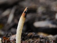 Mutinus caninus 9, Kleine stinkzwam, Saxifraga-Luuk Vermeer