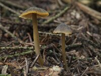 Mycena aurantiomarginata