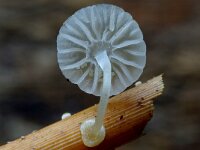Mycena bulbosa