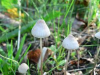 Mycena filopes