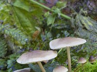 Mycena galariculata 24, Helmmycena, Saxifraga-Jan Nijendijk