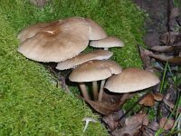 Mycena galericulata 1, Helmmycena, Saxifraga-Jan Willem Jongepier