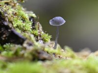 Mycena pseudocorticola