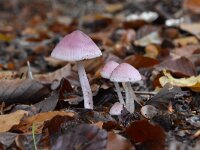 Mycena pura 2, Gewoon elfenschermpje, Saxifraga-Luuk Vermeer