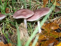 Mycena pura 8, Gewoon elfenschermpje, Saxifraga-Foto Fitis-Sytske Dijksen