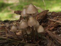 Mycena stipata 3, Bundelchloormycena, Saxifraga-Willem van Kruijsbergen