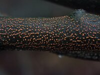 Nectria cinnabarina 4, Gewoonmeniezwammetje, Saxifraga-Jan Nijendijk