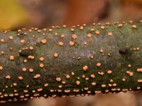 Nectria cinnabarina 5, Gewoonmeniezwammetje, Saxifraga-Jan Nijendijk.yif