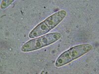 Nectriella dacrymycella