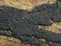 Nemania chestersii 2, Saxifraga-Lucien Rommelaars